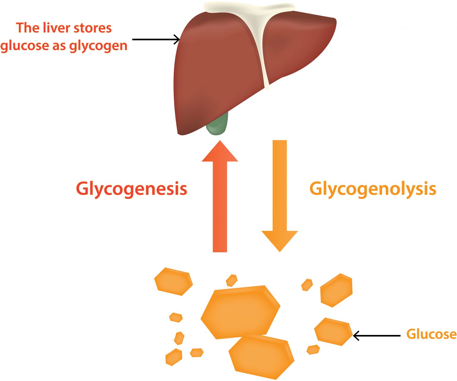 Blood Glucose Control BloodGlucoseValue
