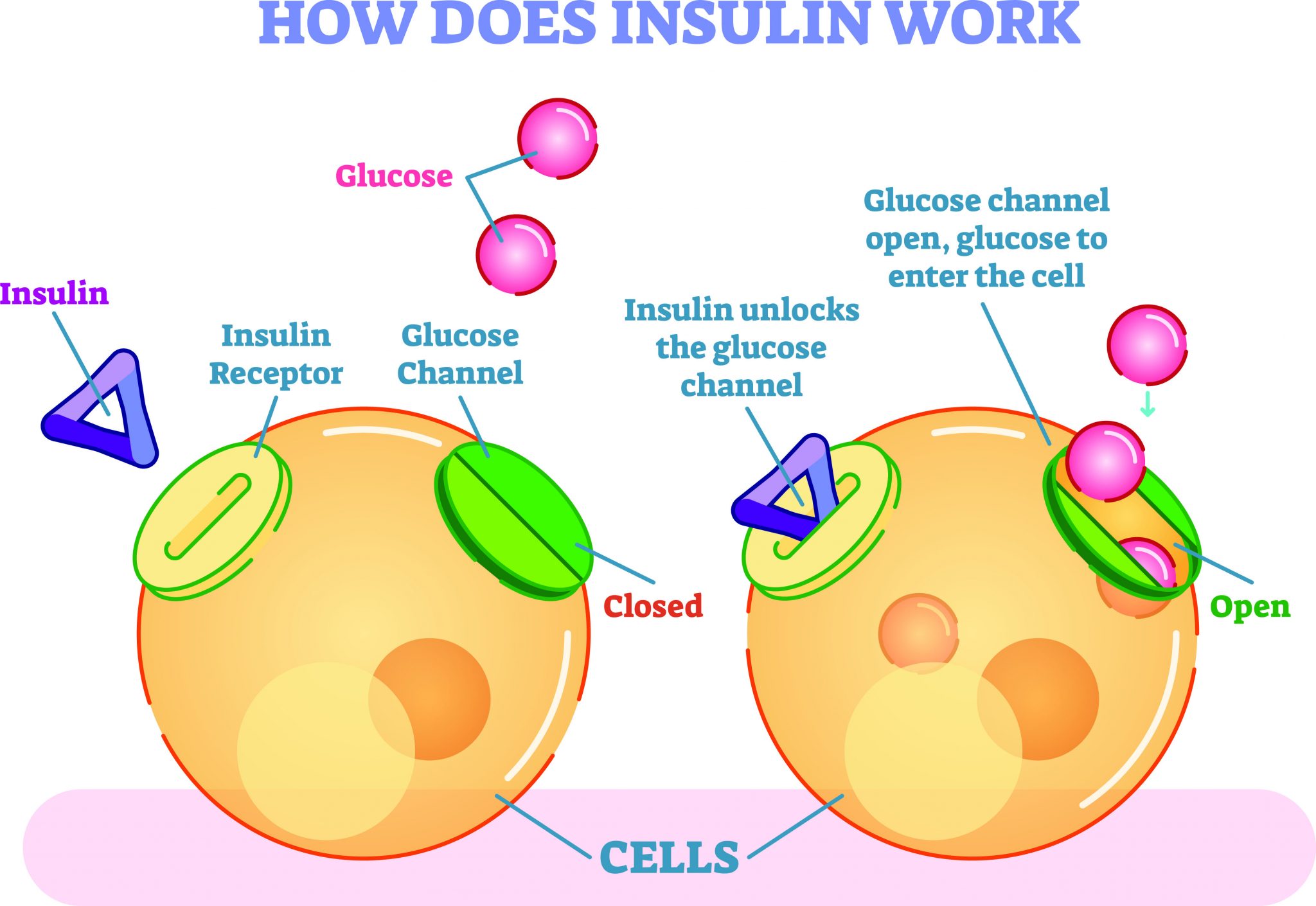 How does insulin work?